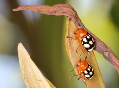 Cryptocephalus luteosignatus