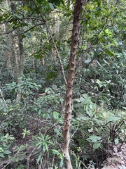 Flacourtia rukam