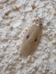 Agonopterix yeatiana