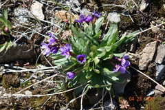 Primula cusickiana