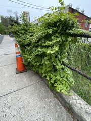 Hedera helix
