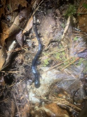 Plethodon chattahoochee