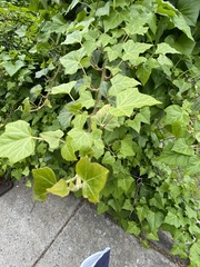Hedera helix