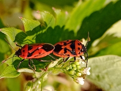 Eurydema ornata