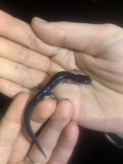 Plethodon chattahoochee
