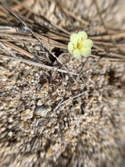 Hesperomecon linearis
