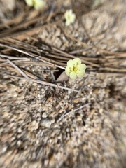 Hesperomecon linearis