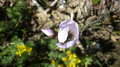 Drosera pauciflora