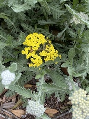 Eriophyllum