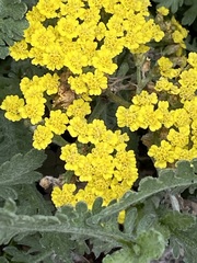 Eriophyllum