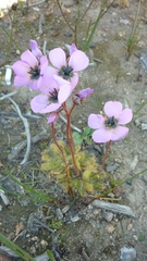 Drosera pauciflora