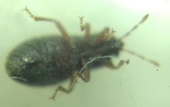 Dimorphopterus doriae