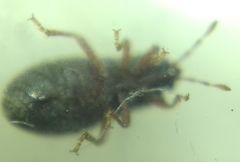 Dimorphopterus doriae