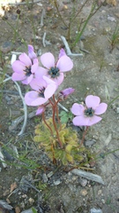 Drosera pauciflora