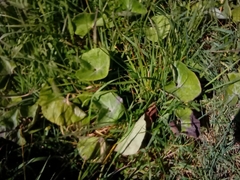 Petasites pyrenaicus