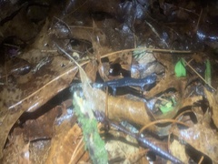 Plethodon chattahoochee