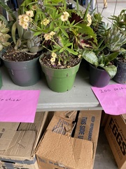 Euphorbia