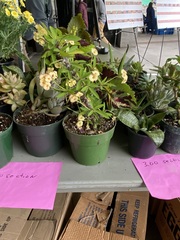 Euphorbia
