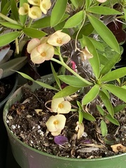 Euphorbia