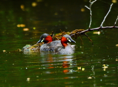 Tachybaptus ruficollis