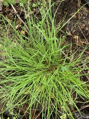 Carex jamesii