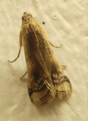 Euzophera osseatella