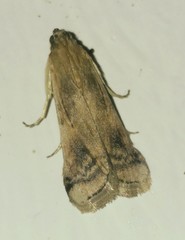 Euzophera osseatella