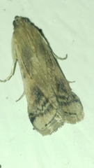 Euzophera osseatella