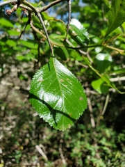 Crataegus tracyi