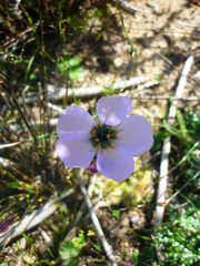 Drosera pauciflora