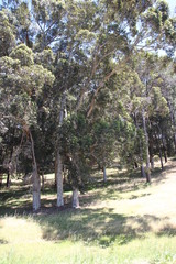 Eucalyptus diversicolor