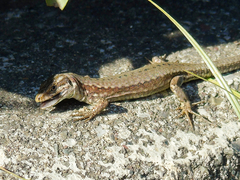 Podarcis muralis