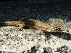 Podarcis muralis