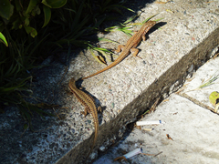 Podarcis muralis