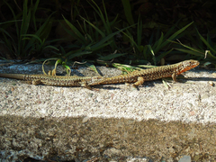 Podarcis muralis