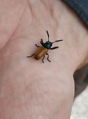 Labidostomis tridentata