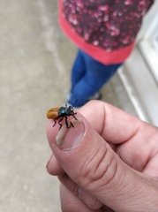 Labidostomis tridentata