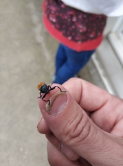 Labidostomis tridentata