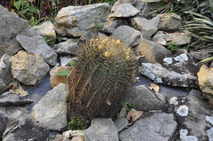 Ferocactus glaucescens