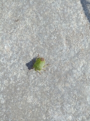 Palomena viridissima