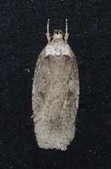 Agonopterix argillacea