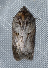 Acleris busckana