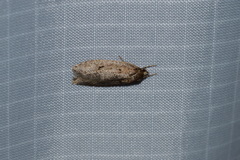 Semioscopis megamicrella