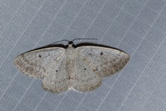 Lomographa glomeraria