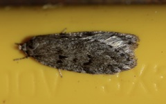 Semioscopis megamicrella