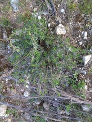 Thymus mastichina