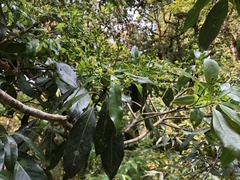 Machilus japonica