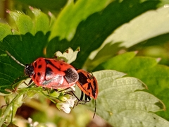 Eurydema ornata