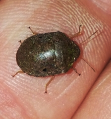 Diolcus chrysorrhoeus