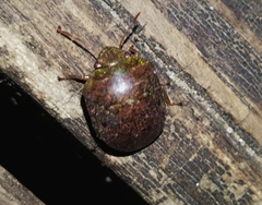 Diolcus chrysorrhoeus